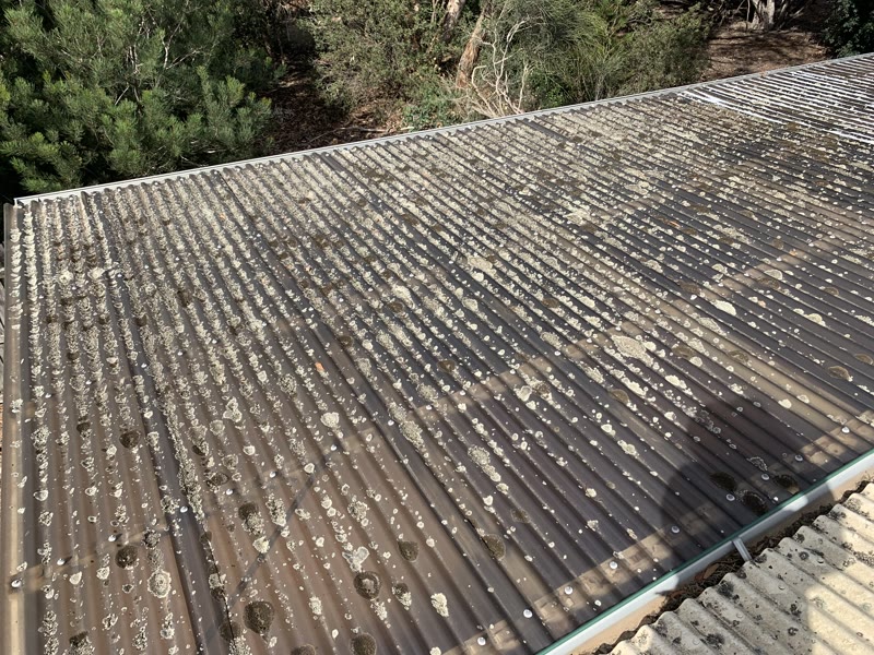 Lichen growth on Laserlite polycarbonate roofing