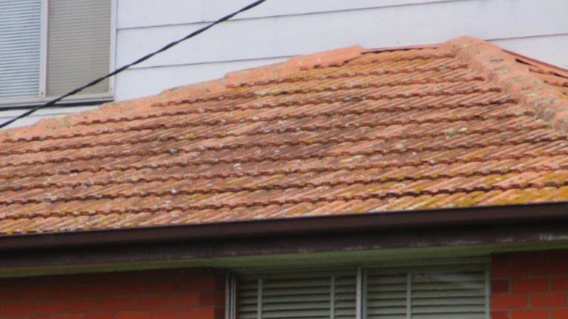 Cement roof before moss treatment showing moss growth